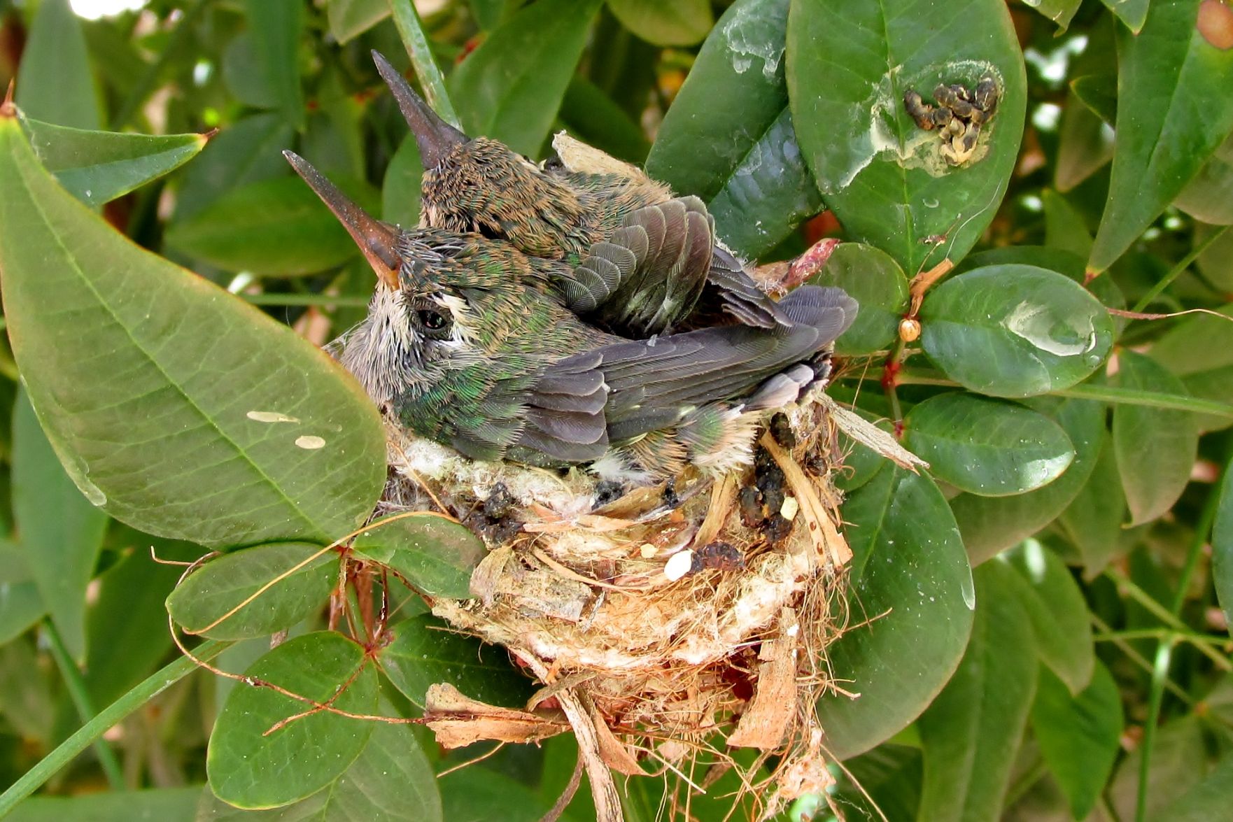 Hummingbirds from backyards and beyond